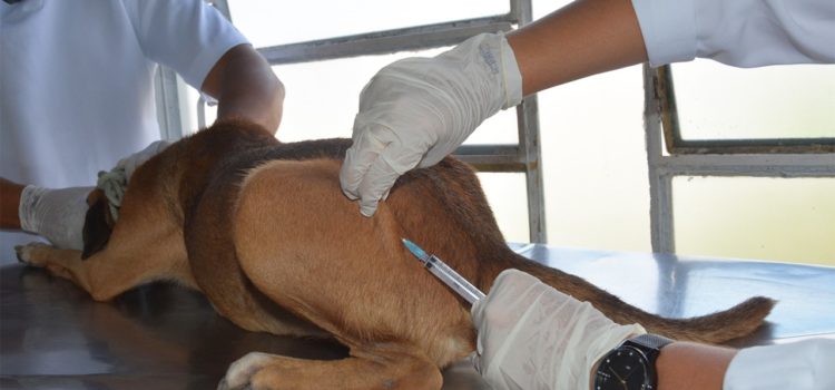 Vacinação contra a raiva animal nos residenciais do Minha Casa, Minha Vida