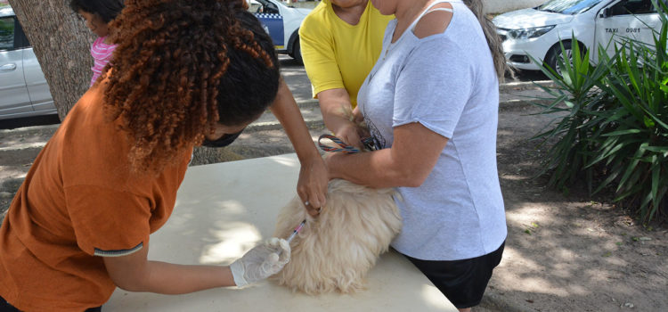 Dia Mundial de Combate a Raiva celebrado com vacinação de cães e gatos nesta quarta