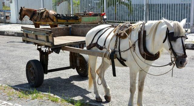 Secretário de Agricultura pede à Câmara que coloque em pauta projeto para retirada de carroças na zona urbana