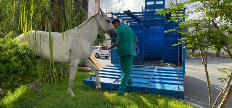 Centro de Zoonoses está intensificando recolhimento de cavalos em vias públicas