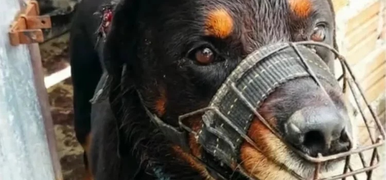 Menino de 3 anos morre após ser atacado por cão rottweiler na BA