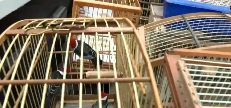 Polícia resgata 60 aves silvestres de cativeiro em Salvador