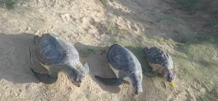 Banhistas encontram três tartarugas marinhas mortas em praia de Salvador