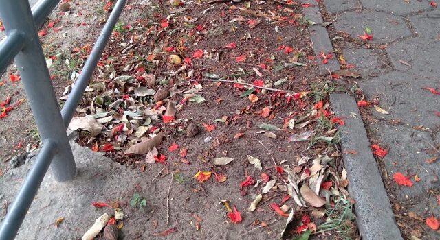 Lixo espalhado por ruas, terreno e avenida; veja novas reclamações de moradores