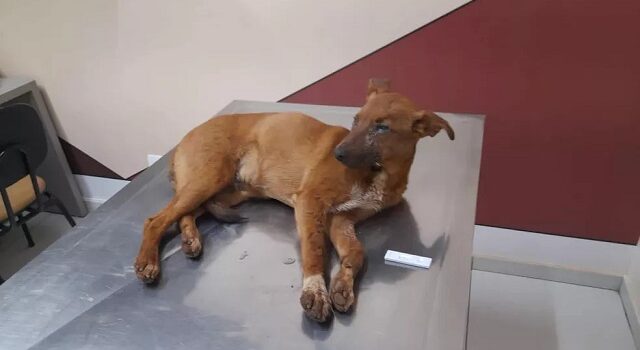 Médico veterinário faz alerta da vacina contra cinomose, doença que acomete os cães