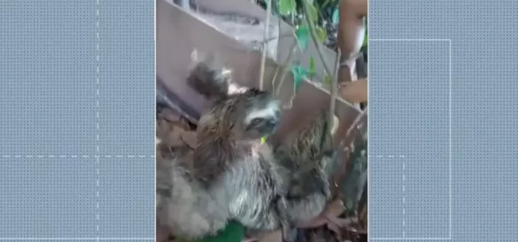 Bicho-preguiça é resgatado em praia do extremo sul da BA após se queimar em fiação elétrica