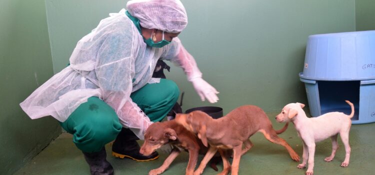 CCZ reforça importância do combate às zoonoses