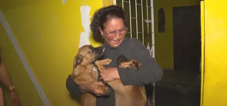 Cachorros roubados após casa de idosa ser invadida são encontrados em Salvador; animais foram localizados no Centro Histórico