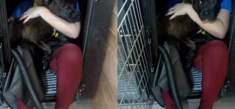 Tosadora entra na máquina de secar junto com cãozinho medroso