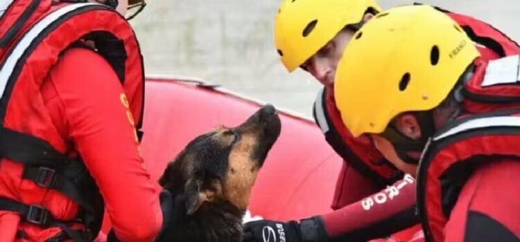 Cão aquece tutor resgatado com hipotermia da enchente em SC