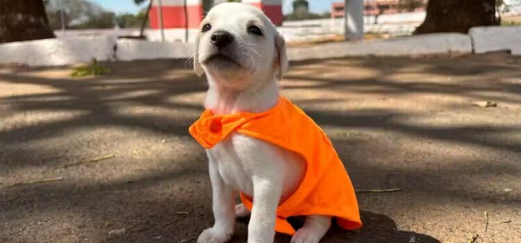 Filhotes de cachorro abandonados no lixo posam como garis para incentivar adoção