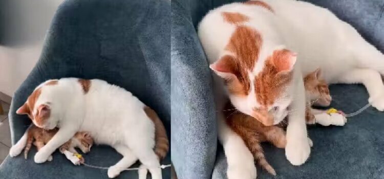 Gato macho vira mãe para cuidar de filhote internado em clínica