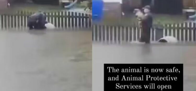 Policial enfrenta enchente e salva pitbull abandonado amarrado em cerca
