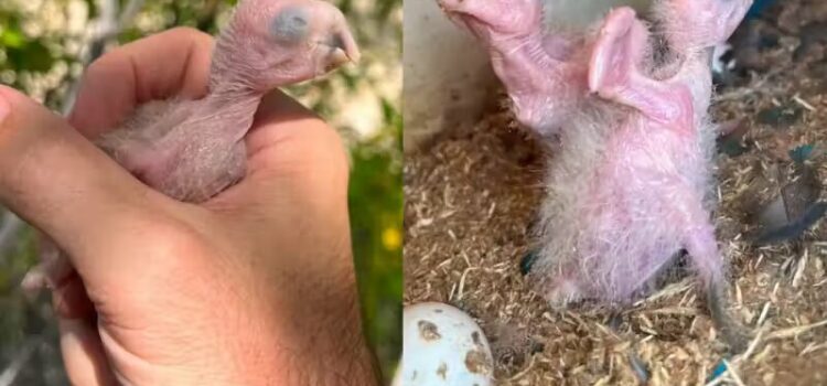 Filhotes de Ararinha-azul nascem na BA pela 1ª vez após 37 anos