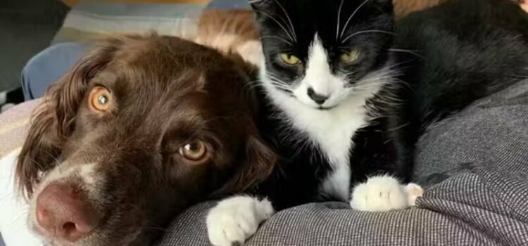 Cão salva gato que caiu em poço de 30 metros; Chamou a tutora
