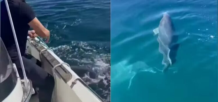 Jovens pescadores salvam bebê golfinho preso em rede. A mãe ficou só olhando