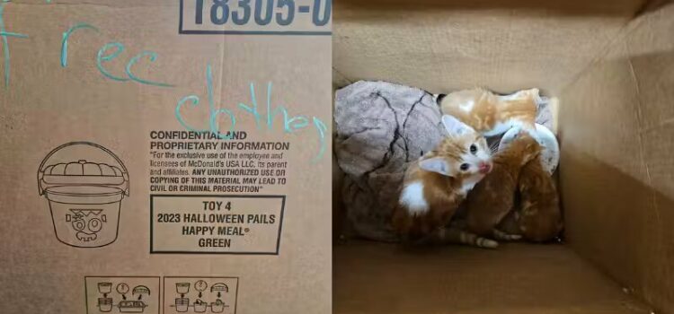 Homem salva filhotes de gato abandonados em caixa do McDonald’s