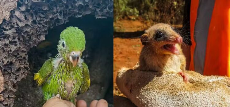 Projeto resgata animais em obras de estradas de Minas e preserva o meio ambiente