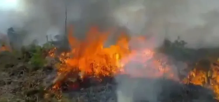 Fogo avança em área de difícil acesso no Parque Nacional do Monte Pascoal na Bahia; cerca de 700 hectares foram destruídos