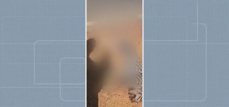 Jaguatirica adulta é encontrada morta em rodovia da Bahia; suspeita é de que animal foi atropelado após fugir de queimada