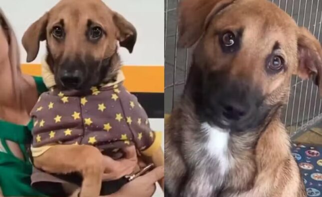 Carinha triste de cão devolvido após adoção comove a web e ele consegue novo lar