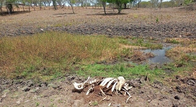 Secretário de Agricultura anuncia ampliação de carros-pipas e distribuição de cestas básicas na zona rural de Feira de Santana