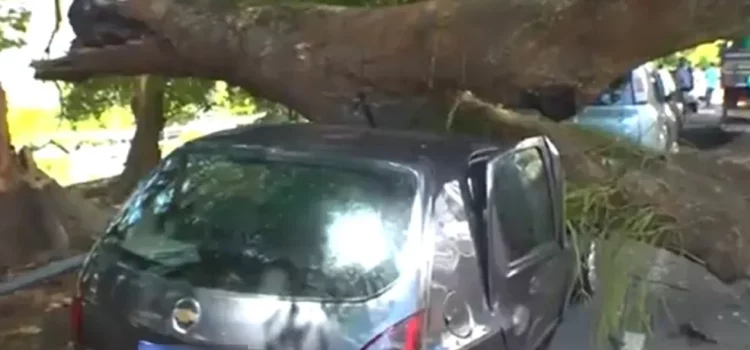 Com 30 parcelas de financiamento para pagar, motorista lamenta queda de árvore em cima de veículo: ‘não tem seguro’