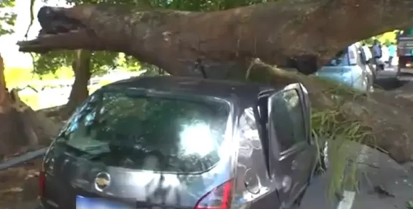 Com 30 parcelas de financiamento para pagar, motorista lamenta queda de árvore em cima de veículo: ‘não tem seguro’