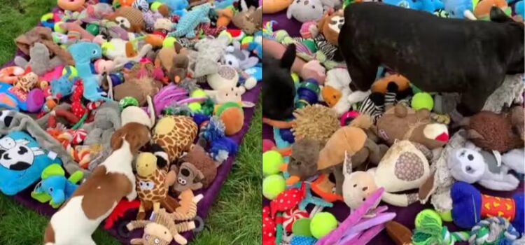 Cachorrinhos escolhem presentes de Natal em abrigo e vídeo viraliza
