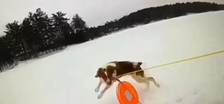 Cachorra ajuda a salvar tutor que caiu em lago congelado nos EUA