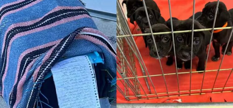 Morador em situação de rua resgata cachorrinhos e leva para abrigo com bilhete