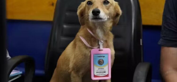 4 Cachorros adotados viram funcionários da Prefeitura do Guarujá
