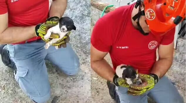 Bombeiros resgatam filhote de cão preso dentro de cano e ele é adotado