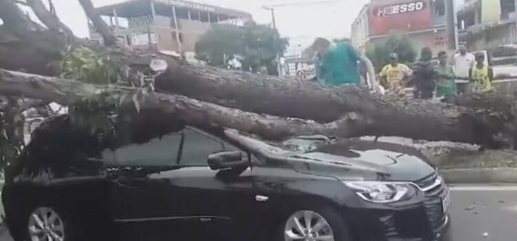 Três pessoas saem ilesas após árvore cair em cima de carro na Bahia; criança estava entre passageiros