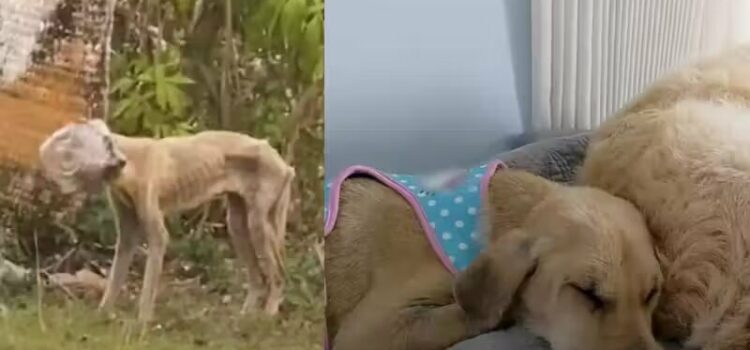 Voluntários salvam cão desnutrido com pote preso na cabeça e descobrem como ele é lindo