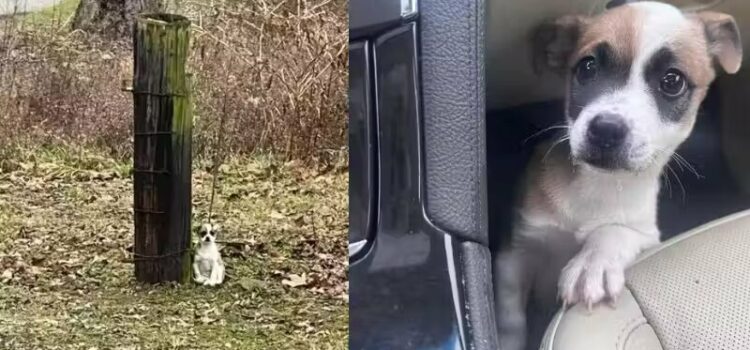 Motorista salva filhote de cão abandonado amarrado a uma árvore na estrada