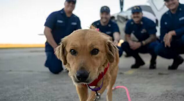 Cachorra que ficou 8 dias presa em contêiner é resgatada pela Guarda Costeira