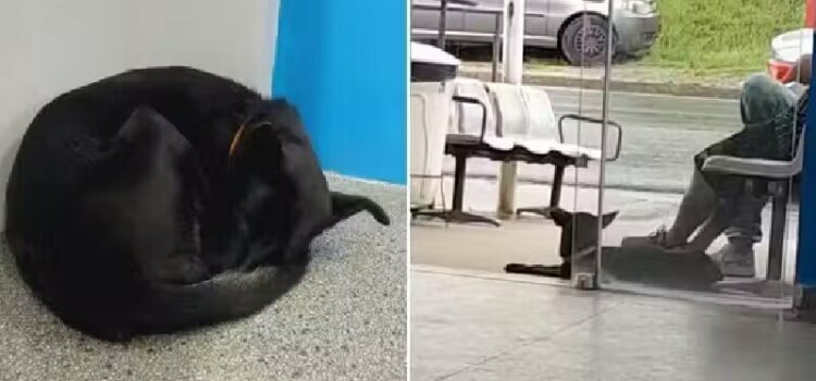 Final feliz. Idosos adotam cadela órfã que chorou 3 semanas pelo dono na porta de hospital