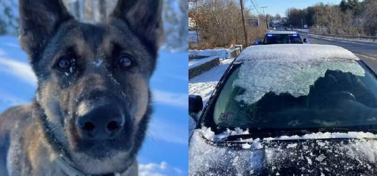 Cão herói fareja e salva criança perdida a 3 km, no meio do frio congelante