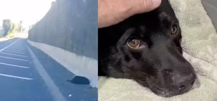 Motorista resgata filhote atropelado na estrada com paralisia e ele fica lindo