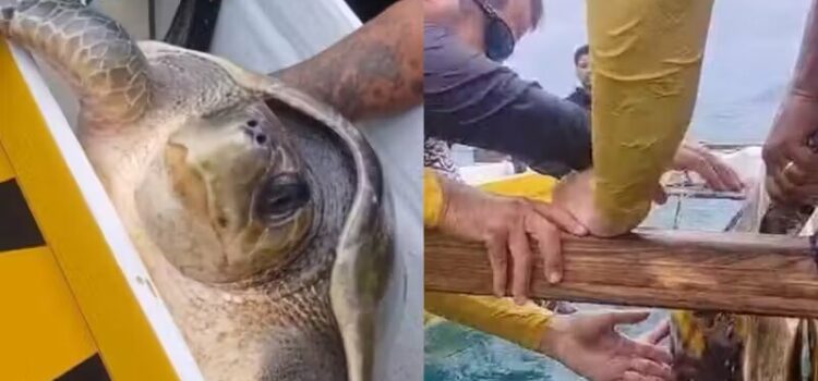 Tartaruga com risco de extinção é salva por grupo de canoagem em SC