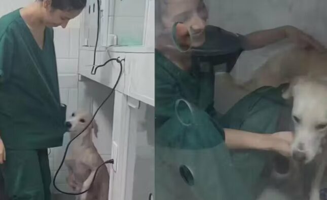 Cachorrinha ferida mostra gratidão e ‘arrasta’ para caminha veterinárias que a salvaram
