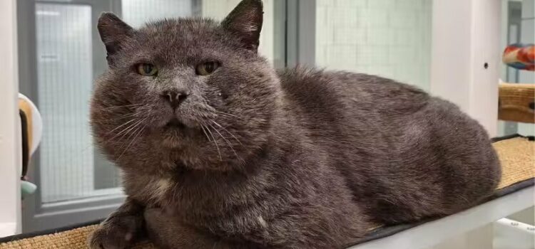 Gato bochechudo resgatado doente das ruas, é tratado, fica lindo e é adotado