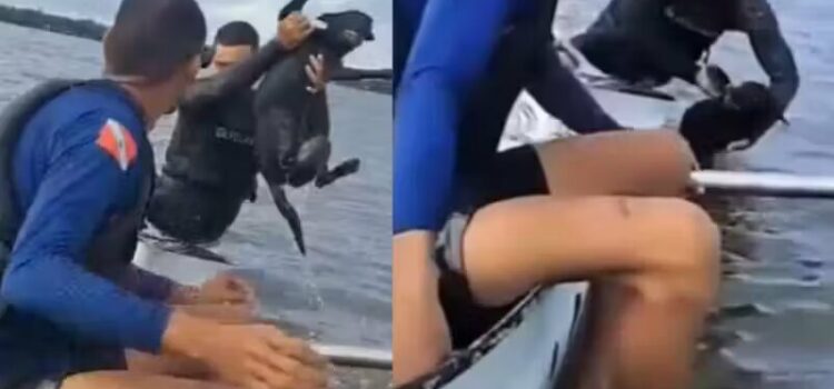 Canoístas salvam cão desesperado que nadava no meio de rio em Belém