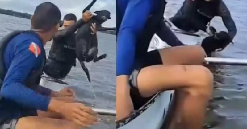 Canoístas salvam cão desesperado que nadava no meio de rio em Belém