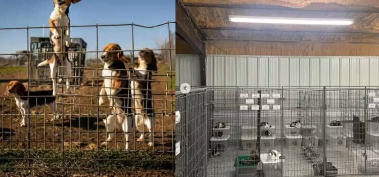 Laboratório de testes em animais é transformado em santuário animal