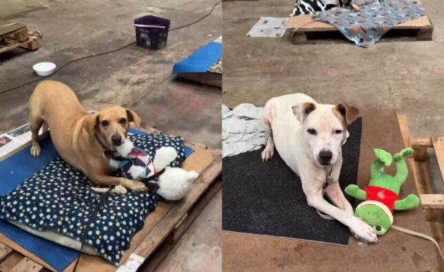 Cães resgatados ganham pelúcias em abrigo do RS