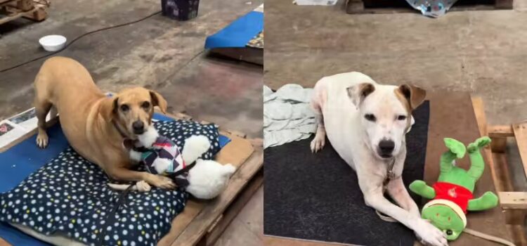 Cães resgatados ganham pelúcias em abrigo do RS