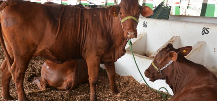 Dia do Agricultor é celebrado com o programa Mais Pecuária Brasil em Feira