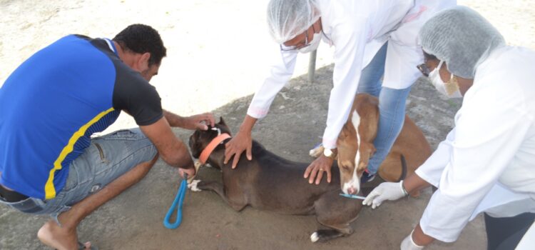 Vacinar animais é a melhor prevenção contra a raiva, alerta especialista